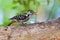 Spot-breasted pied woodpecker bird