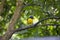 Spot-crowned euphonia Euphonia imitans