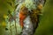 Spot-crowned Woodcreeper, Lepidocolaptes affinis, wild bird in the forest habitat. Wildlife scene from nature, Costa Rica. Bird on