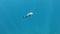 Spot-fin porcupinefish and cleanerfish slowly swim in the blue water. Slow motion, Underwater shot.