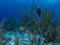 Spot-fin porcupinefish, Diodon hystrix. Bonaire. Caribbean Diving holiday