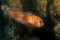 The spot-fin porcupinefish Diodon hystrix in the dark reef