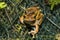 Spot-legged Tree Frog mating