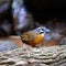 Spot-necked Babbler