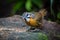 Spot-necked Babbler