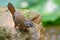 Spot-necked Babbler bird