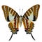 Spot Swordtail butterfly