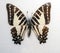 spot swordtail butterfly Graphium nomius