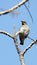 Spot winged starling