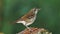 Spot-winged thrush, Geokichla spiloptera