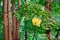 Spot of yellow leaves hanging from trees, isolated by a lot of green leaves, in a forest in Padurea Craiului Apuseni mountains.