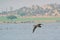 Spotbilled Duck Anas poecilorhyncha Flying over lake