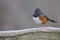 Spoted Towhee Bird