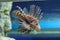Spotfin lionfish