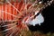 Spotfin Lionfish Close-up