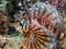 A Spotfin Lionfish Pterois antennata