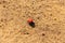 Spotless ladybird on ground