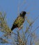 Spotless Starling at Guadalhorce nature reserve Malaga Spain