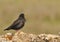 Spotless starling perched on a stone