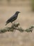 Spotless starling, Sturnus unicolor