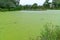 Spotless watermeal, rootless duckweed (Wolffia arrhiza) and duckweed (Lemna turionifera)