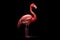 In the Spotlight: Intricate Pink Flamingo Portrait on Dark Surface