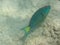 Spotlight parrotfish Sparisoma viride terminal phase