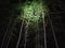 spotlight of trees in a dark forest