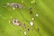 Spots on an agave green leaf