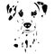 Spots Dalmatians face