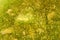 Spots in green sago cycad