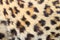 Spots on real leopard fur