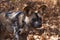 Spotted african wild dog in the bush