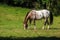Spotted appaloosa horse in white and brown grazes on the green p
