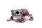 Spotted Australian Green Tree Frog on white background