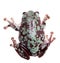 Spotted Australian Green Tree Frog on white background