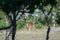 Spotted Baby Whitetailed Deer fawn, Texas Hill Country