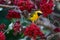 Spotted-backed Weaver in a Weeping Boer-bean tree