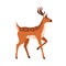 Spotted bambi deer standing with bent leg. Fawn, forest animal walking, side view. Cute graceful reindeer with antlers