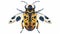 A spotted beetle is a fancy fiction icon, shown in top view. It's a fun summer animal with a spotty pattern on its