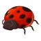 Spotted beetle icon cartoon vector. Ladybug insect
