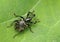 Spotted beetle Liparus glabrirostris on leaf