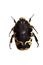 Spotted beetle on the white background