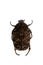 Spotted beetle on the white background