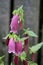 Spotted Bellflower, Cherry Bells, Campanula punctata