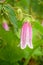Spotted bellflower flower. Campanula punctata