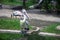 Spotted-billed Pelecan Bird on pond