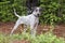 Spotted bird dog Pointer dog, pet rescue adoption photography