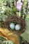 Spotted bird eggs in a nest-springtime or Easter decoration with yellow satin and lush green plants