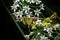 Spotted Bird Grasshopper on Chinese Chive Blossoms